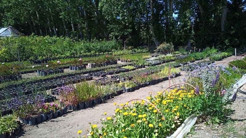 Vivero Municipal Esquel - invernáculo y producción