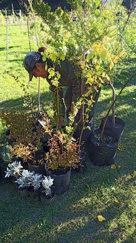 Producción de especies en el Vivero Municipal