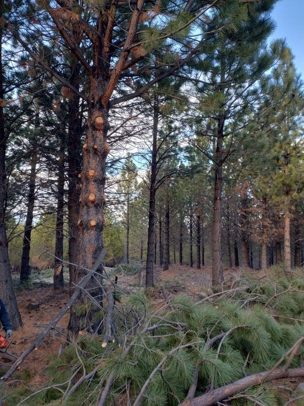 Cuadrilla de Bosques Comunales