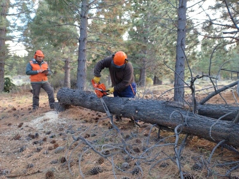 Trabajos forestales en Esquel