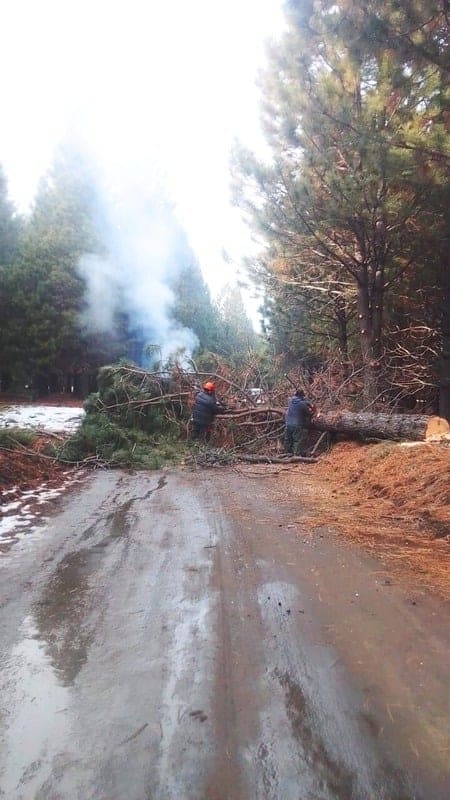 Poda y raleo en Bosques Comunales