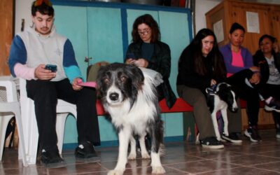 El quirófano móvil municipal superó las 2000 castraciones en lo que va del año