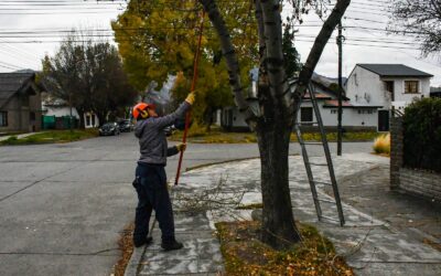 Esquel: El municipio realizará tareas de poda y extracción sobre Avenida Fontana
