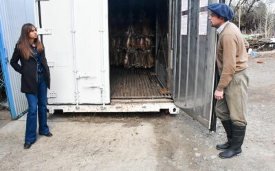 Actividad, acopio y trabajo: El municipio continúa impulsando la Zafra de liebre en Esquel