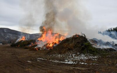 La Municipalidad realizó una quema controlada de residuos forestales