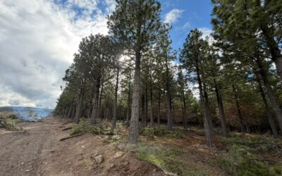 Esquel: Más de $50 millones fueron invertidos en prevención de incendios en bosques comunales